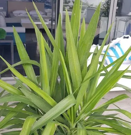 George 1 Apartament *